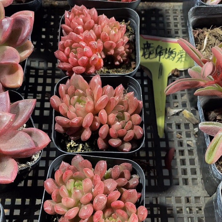 红宝石群带盆土发