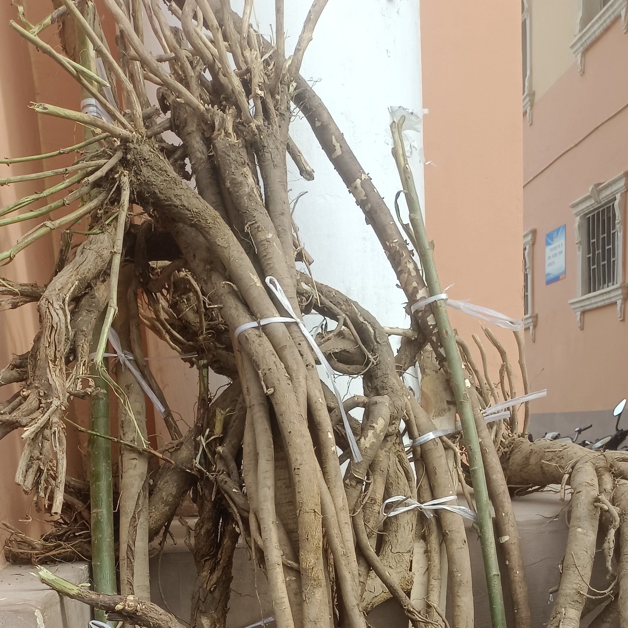 野生老黄芪，，甘肃岷县原产地发货