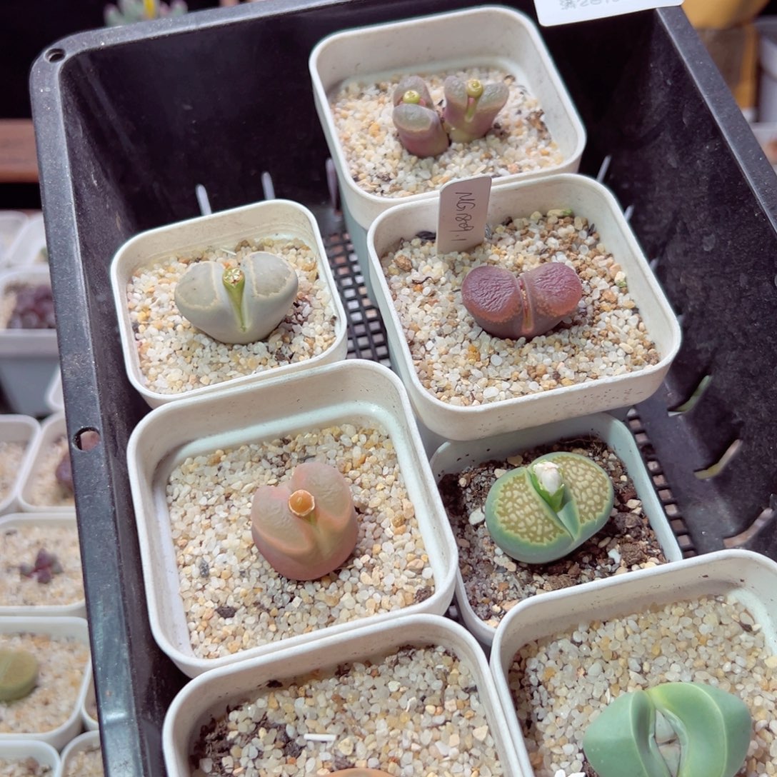 1130-121多人打扰