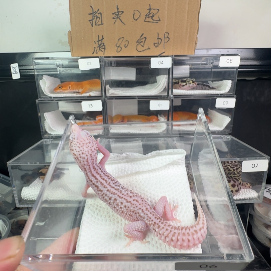 豹纹守宫超级雪花雷达妹妹