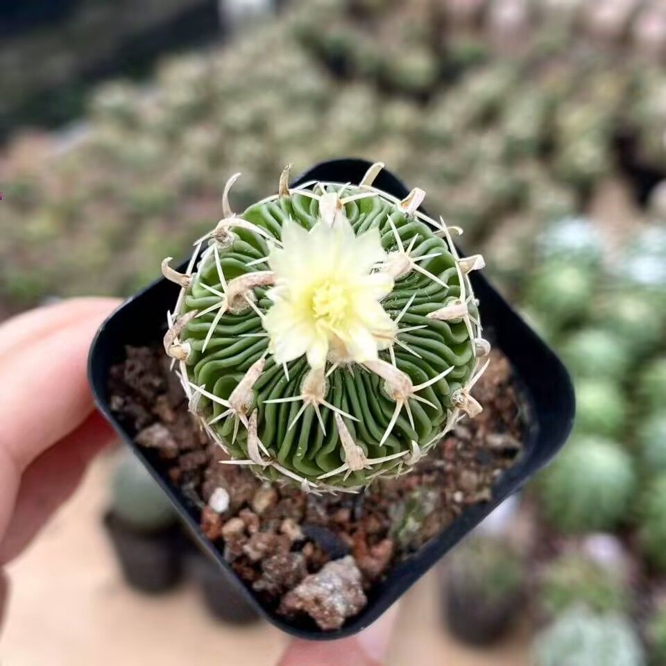 开花仙人球太刀岚绯稀有精品防辐射办公室盆栽绿植