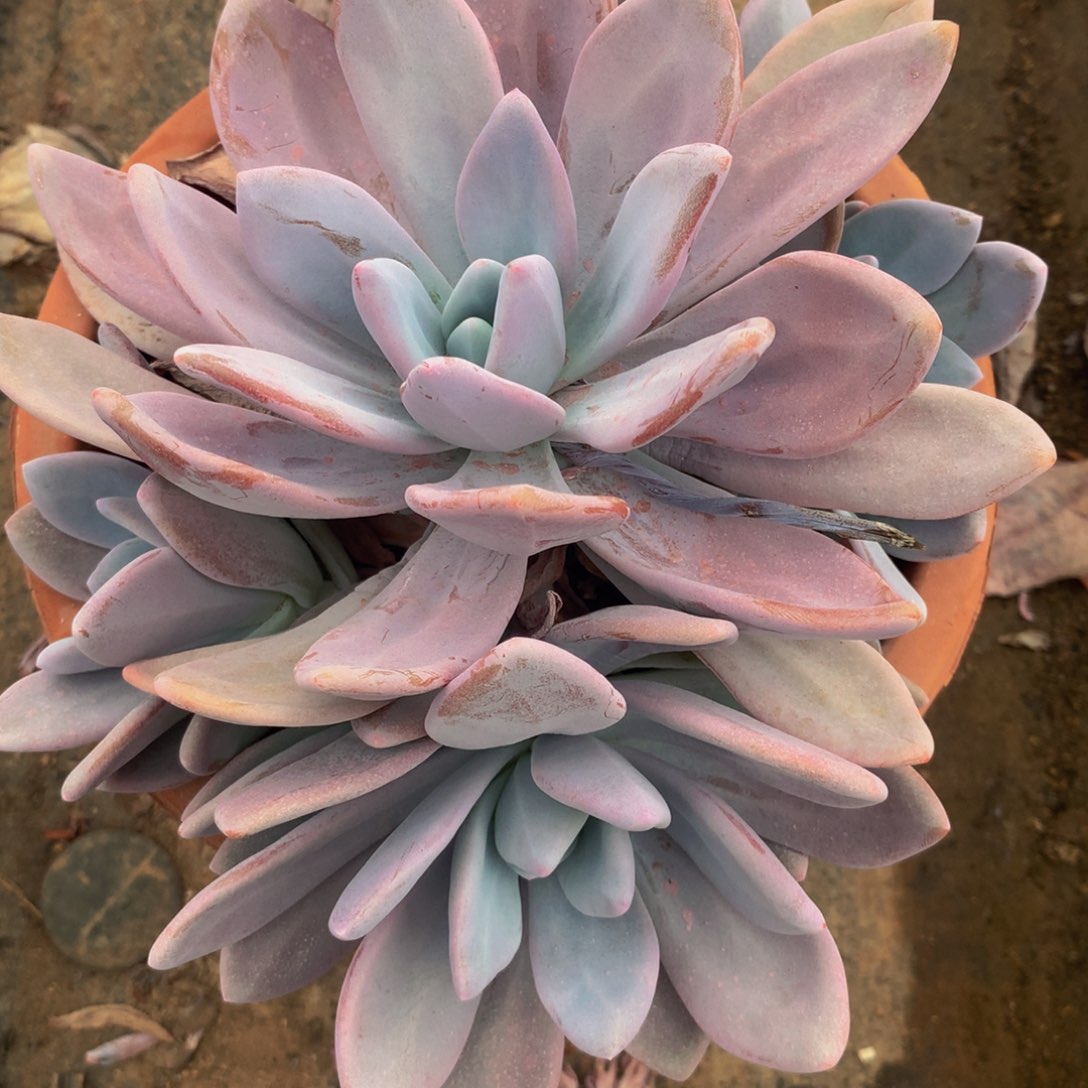 粉兔群生多肉植物