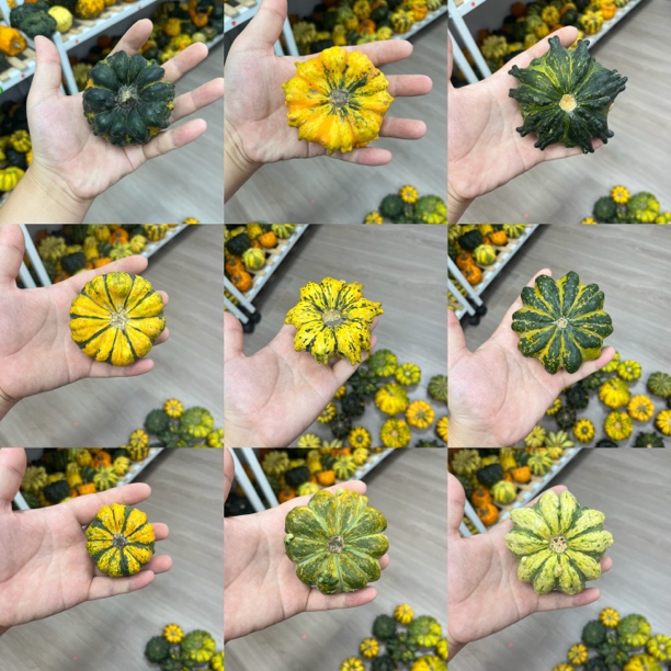 墨西哥疙瘩葫芦 可作摆件/不可食用一物一拍不退不换（私拍随机发）