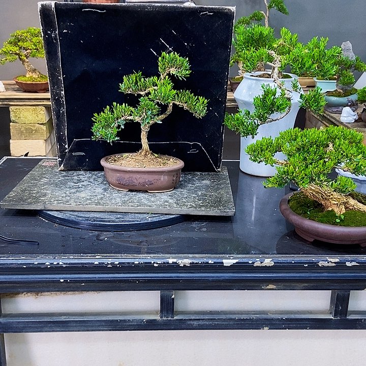 黄杨盆景四季常青不落叶