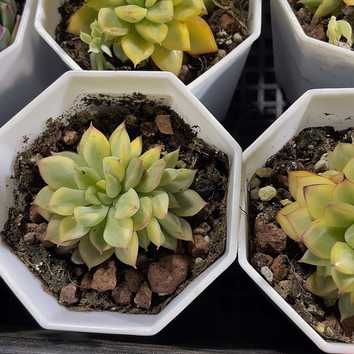 女雏锦2.8带盆土发