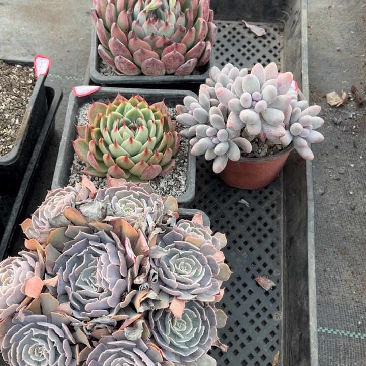 A***y篝火托斯卡汤圆莎漠之星