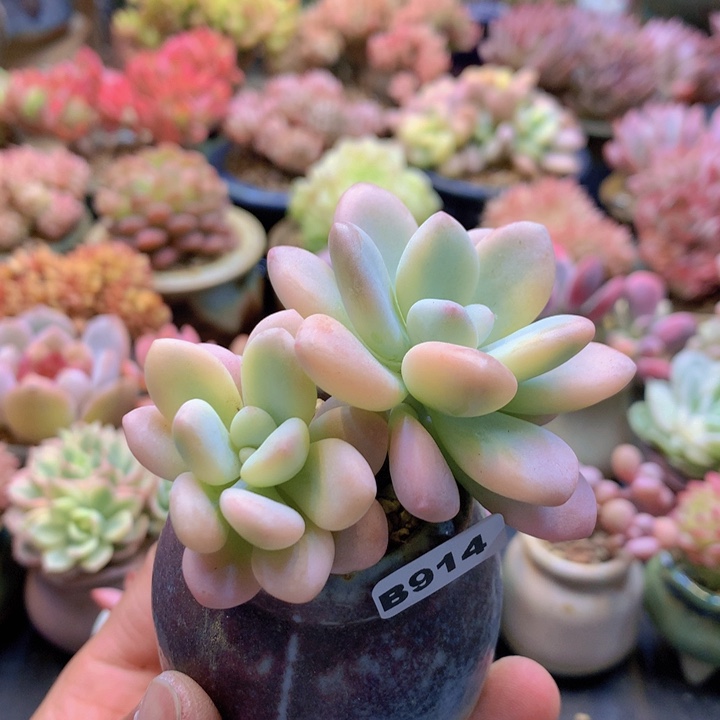 一物一拍含盆土满38包邮B914