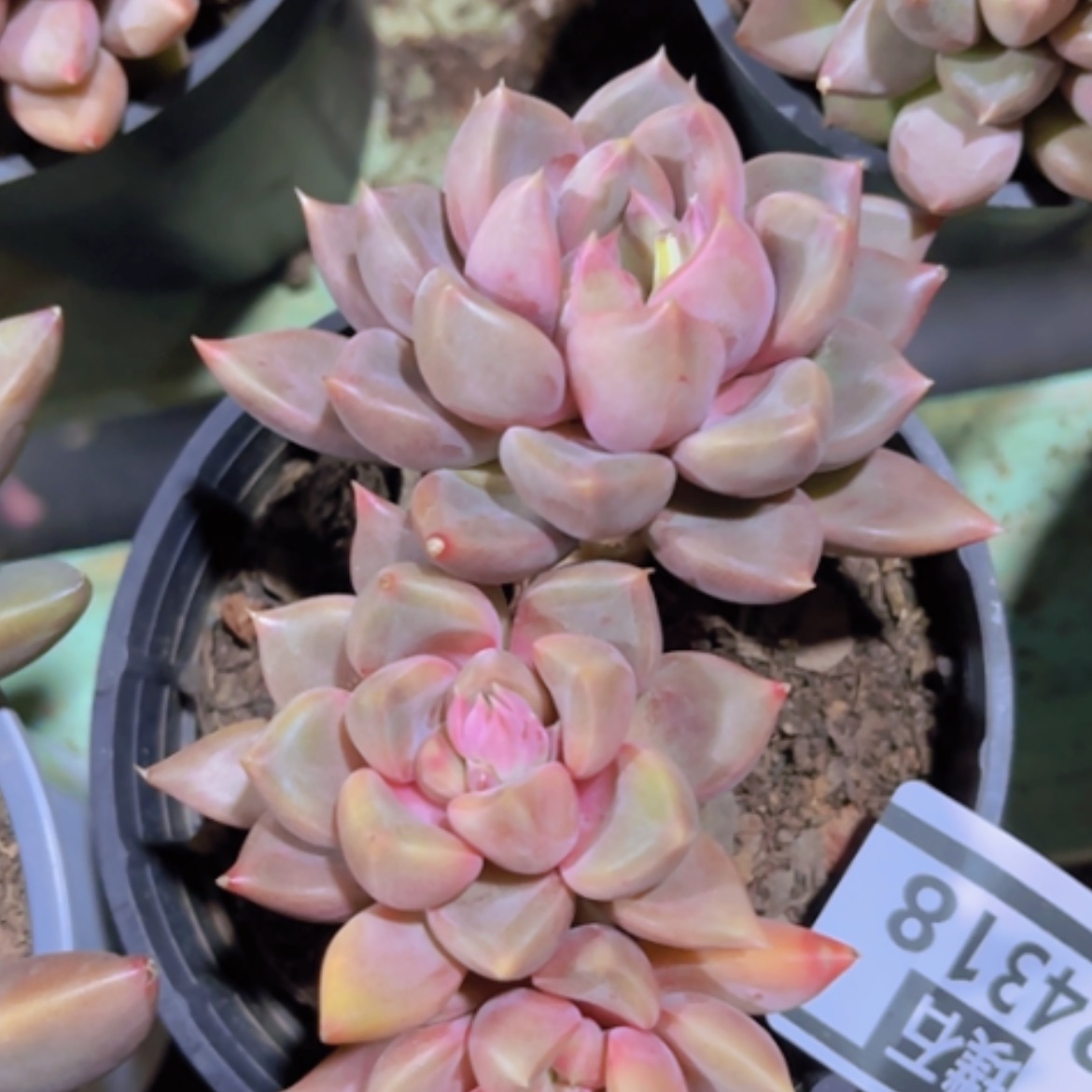 【闪购商品】红象牙24318