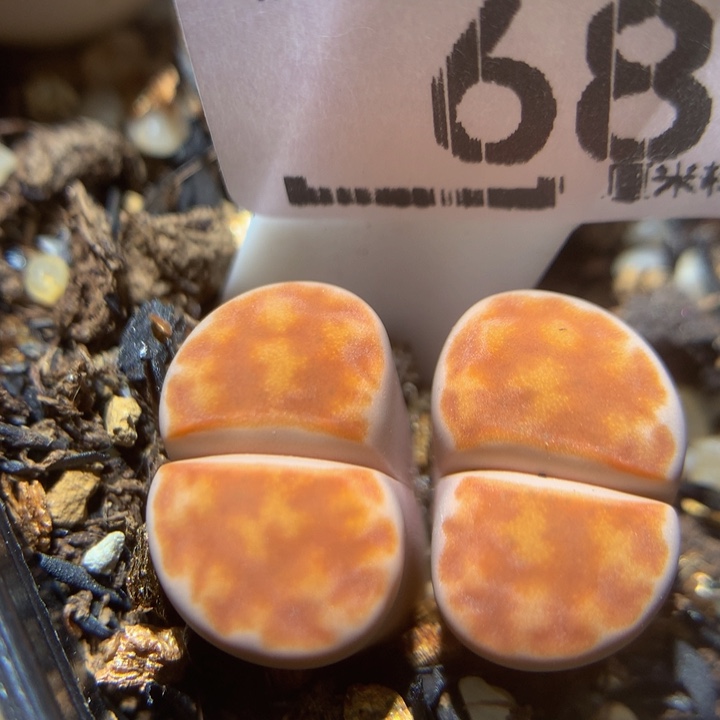 zzz精品生石花68