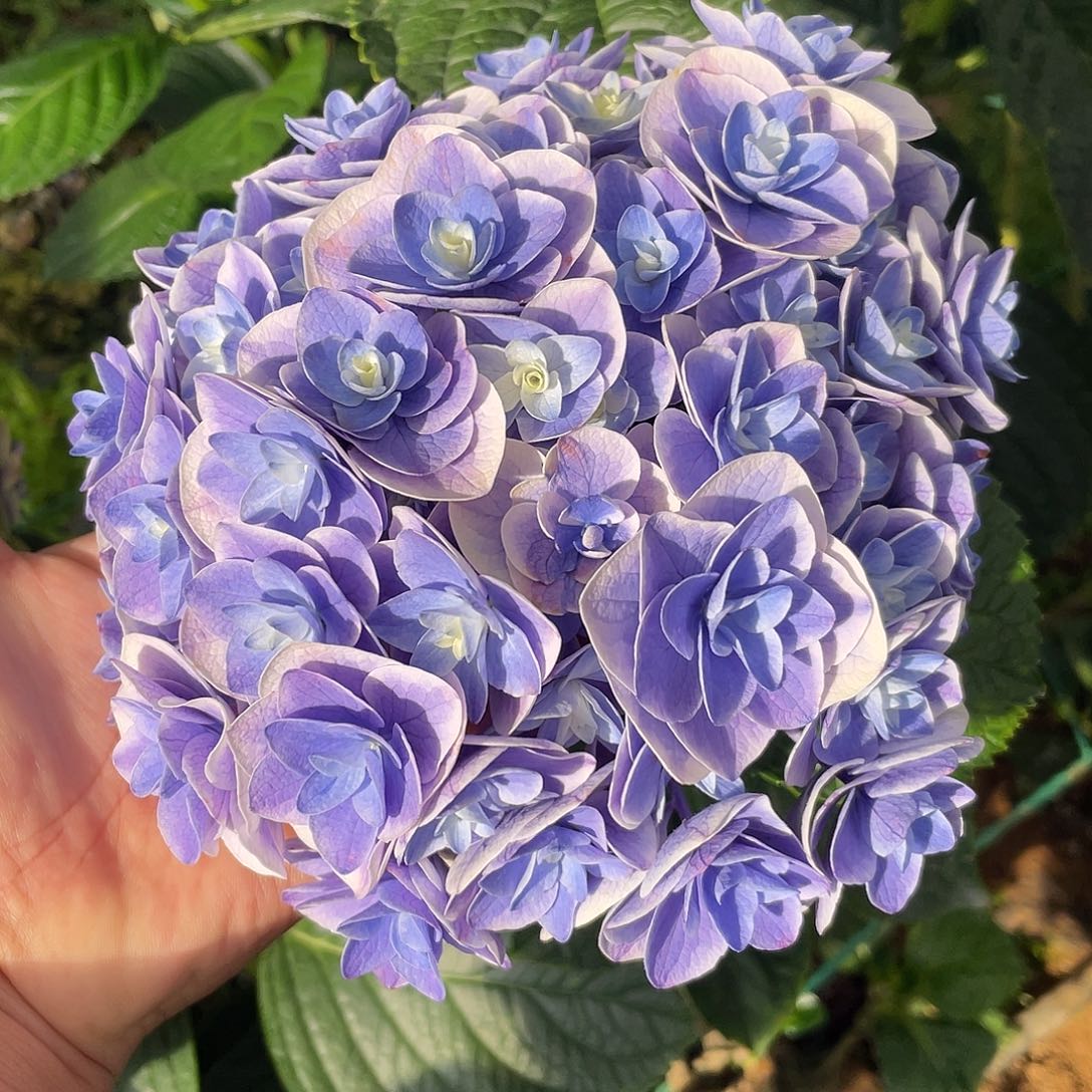 绣球切花一物一拍3枝起包邮，114