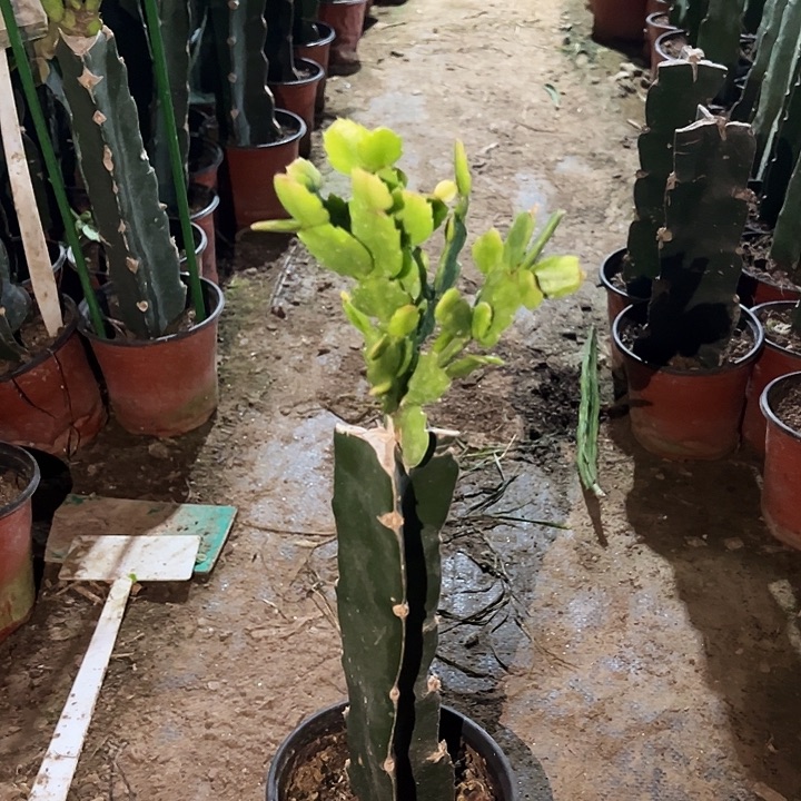 当前无花栽培后可以开花白重瓣100