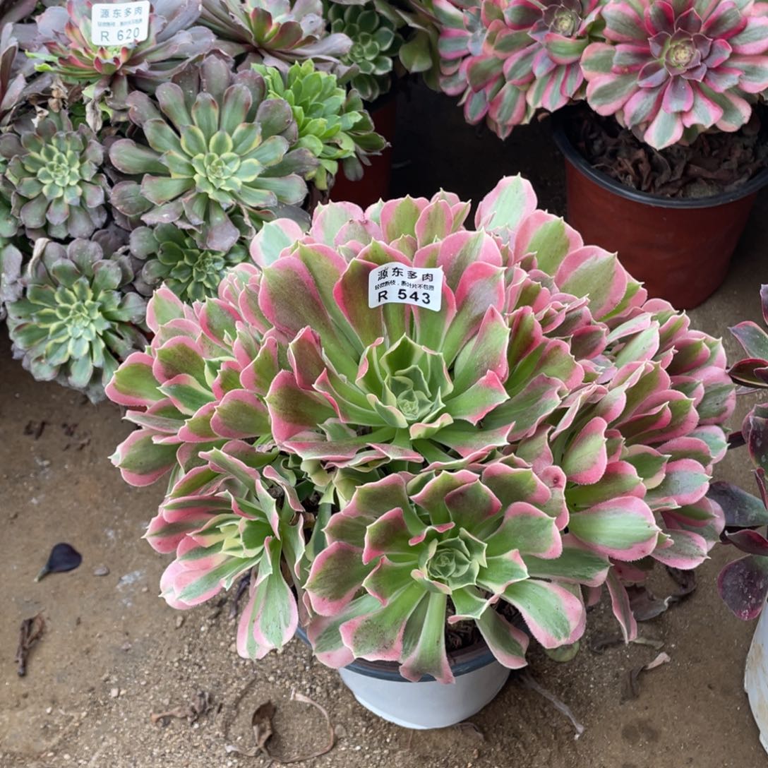 543白凤多肉法师断枝不包