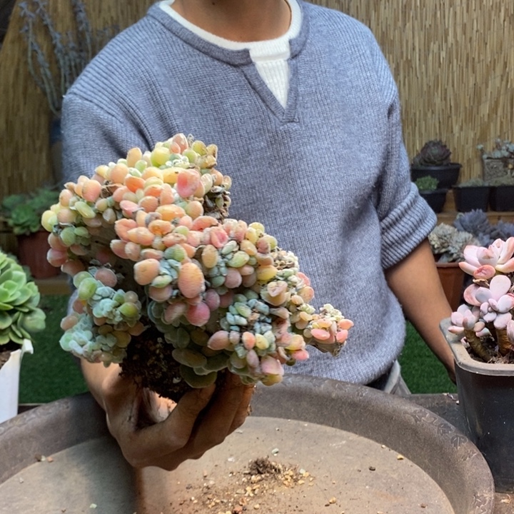 贾***J256 号雪晃星多肉植物