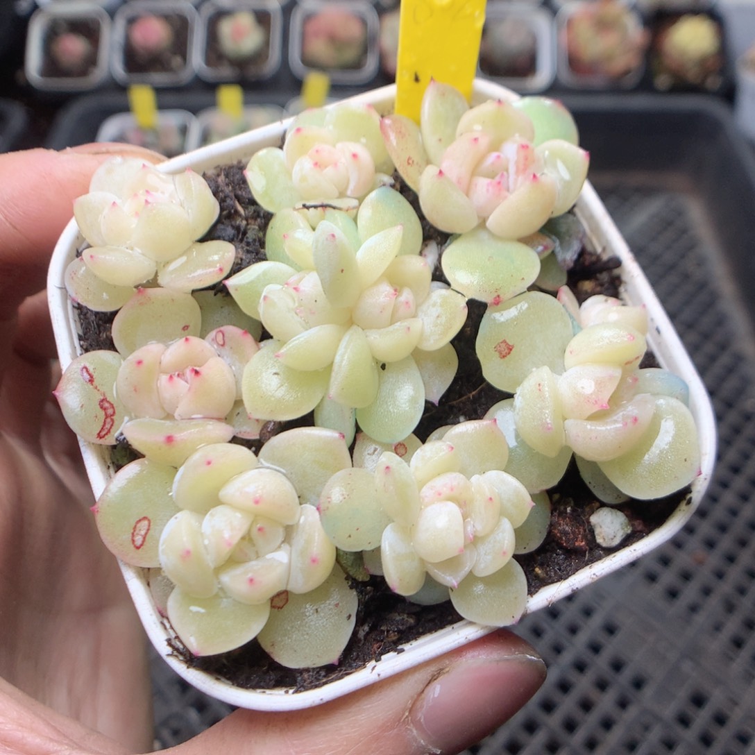 无花朵002。 冰梦。8颗量拍yyyy