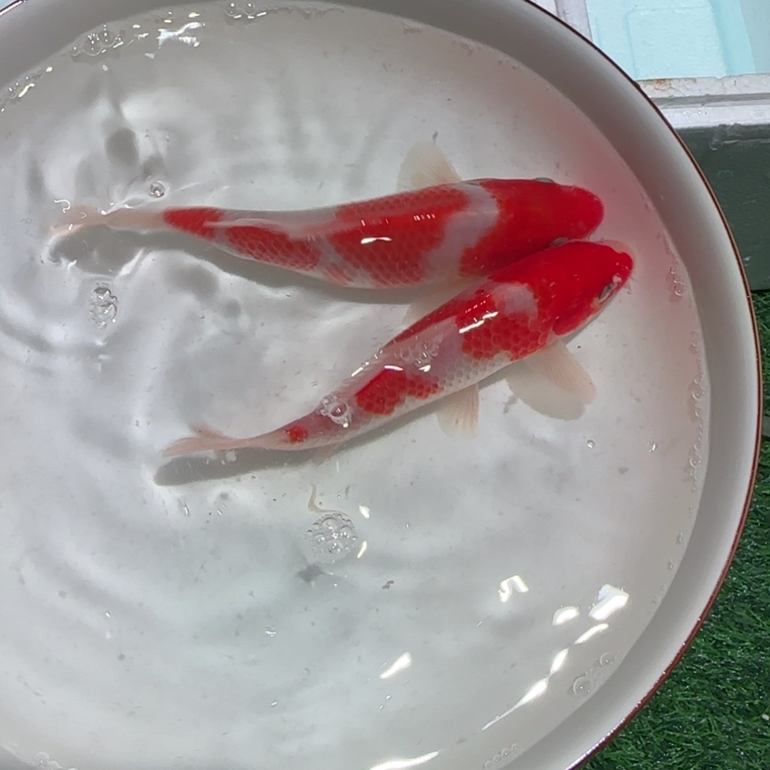 锦鲤锦鲤 观赏鱼锦鲤