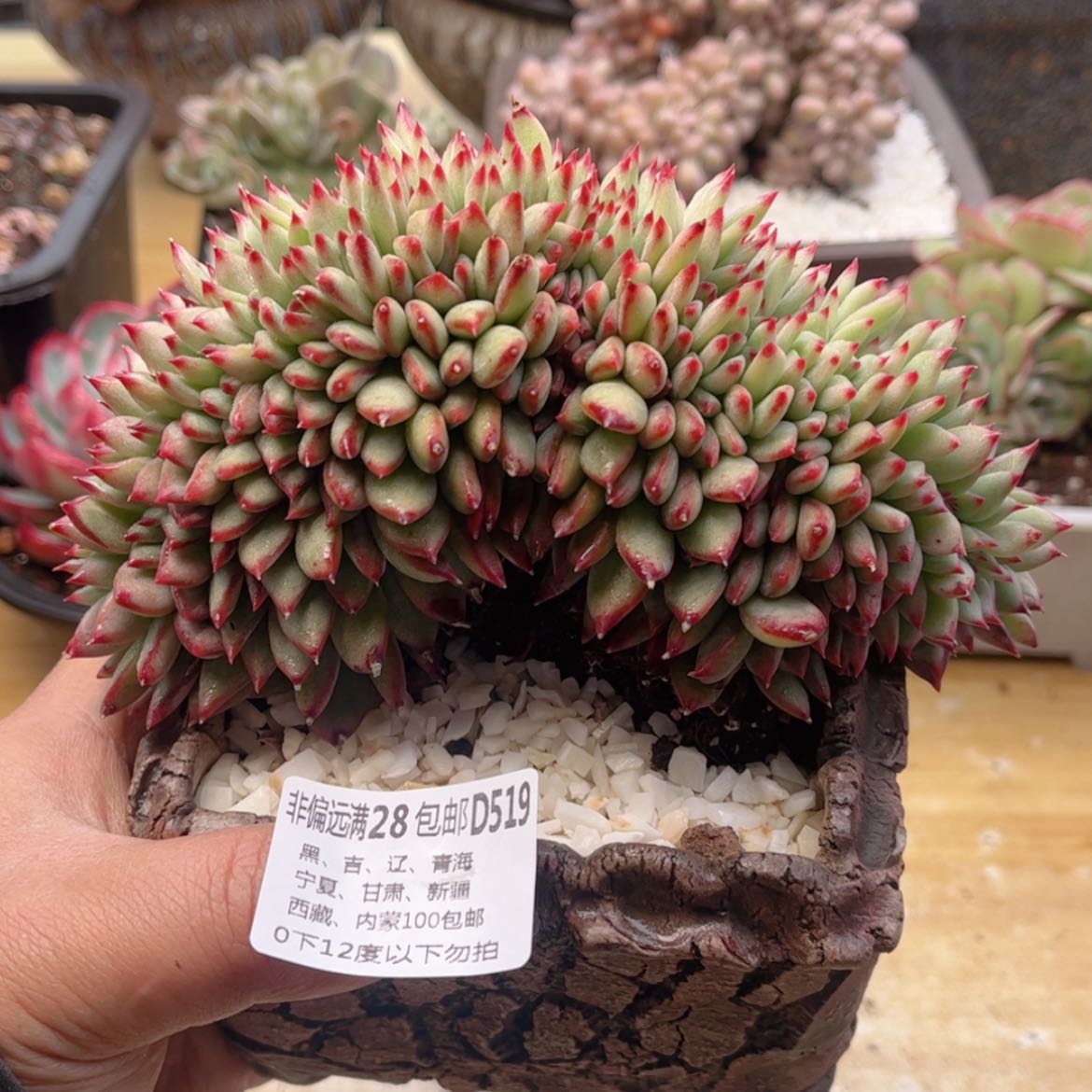 【闪购商品】519红拉糖缀