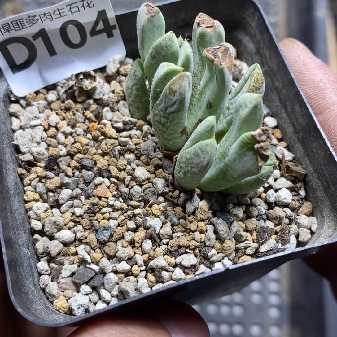 。***。104号多肉植物多肉植物
