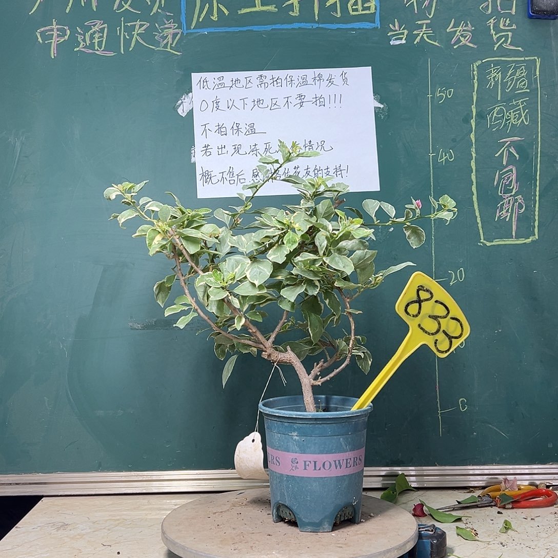 完全开放斑叶西瓜 小树头 833