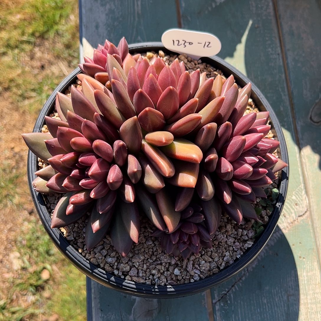 主***计1230-12迷雾泡泡群