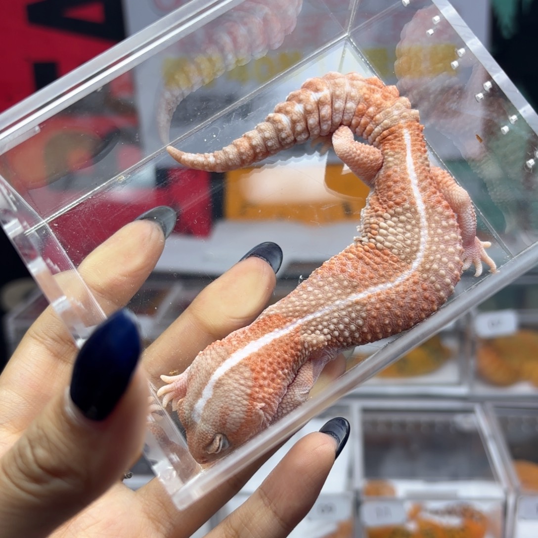 肥尾守宫橘白妹妹P48