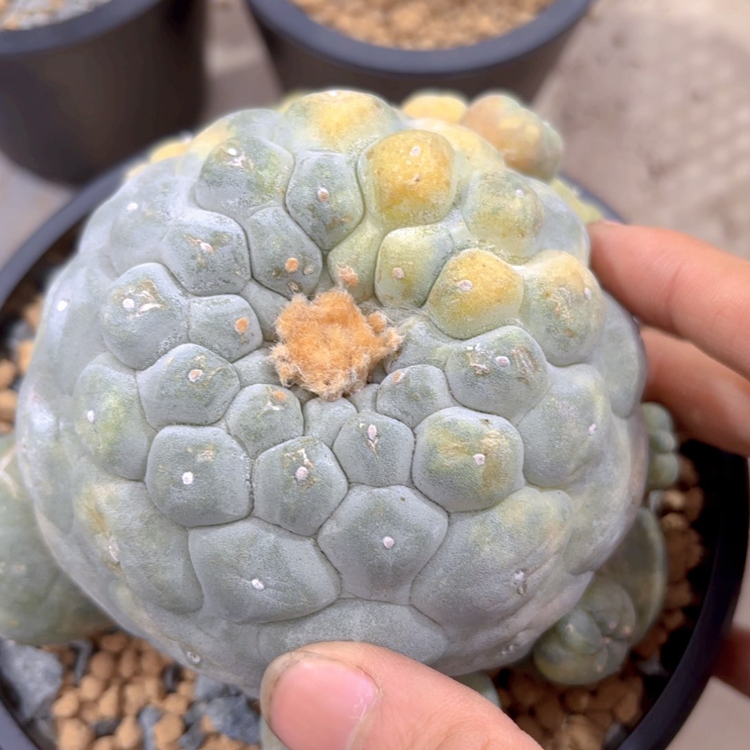 小尤佛头锦G g g g