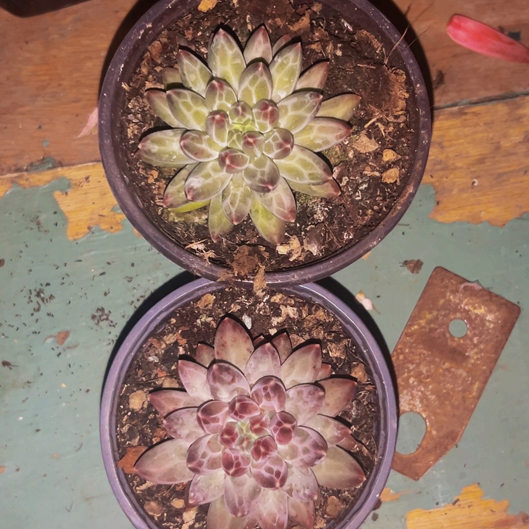 桔云多肉美人精品系列