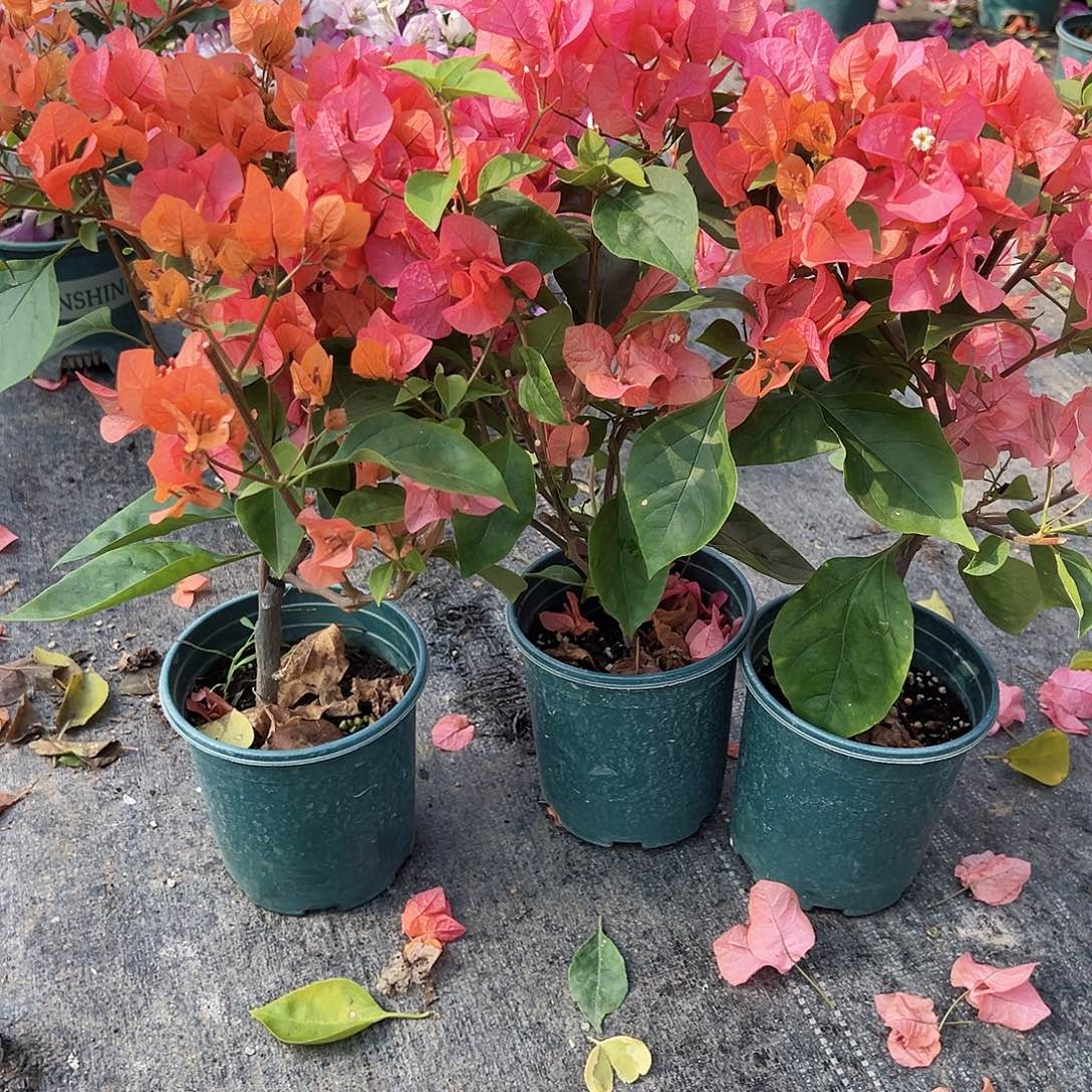 大部分花苞少量开放波妹掌中宝一颗