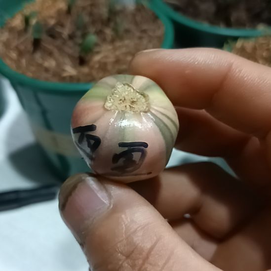 无花朵君子兰小苗君子兰小苗君子兰小苗君