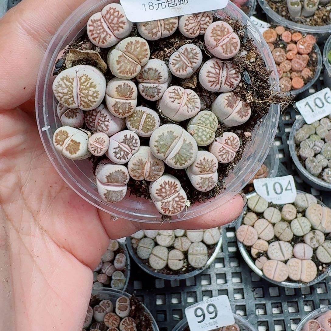 117多肉植物多肉植物