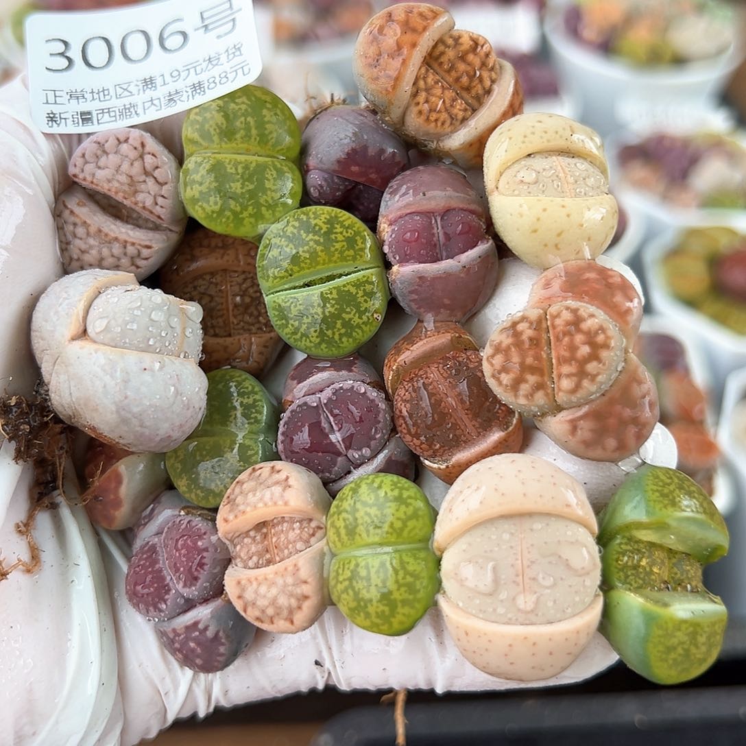 好养易活生石花大母本3006共20颗