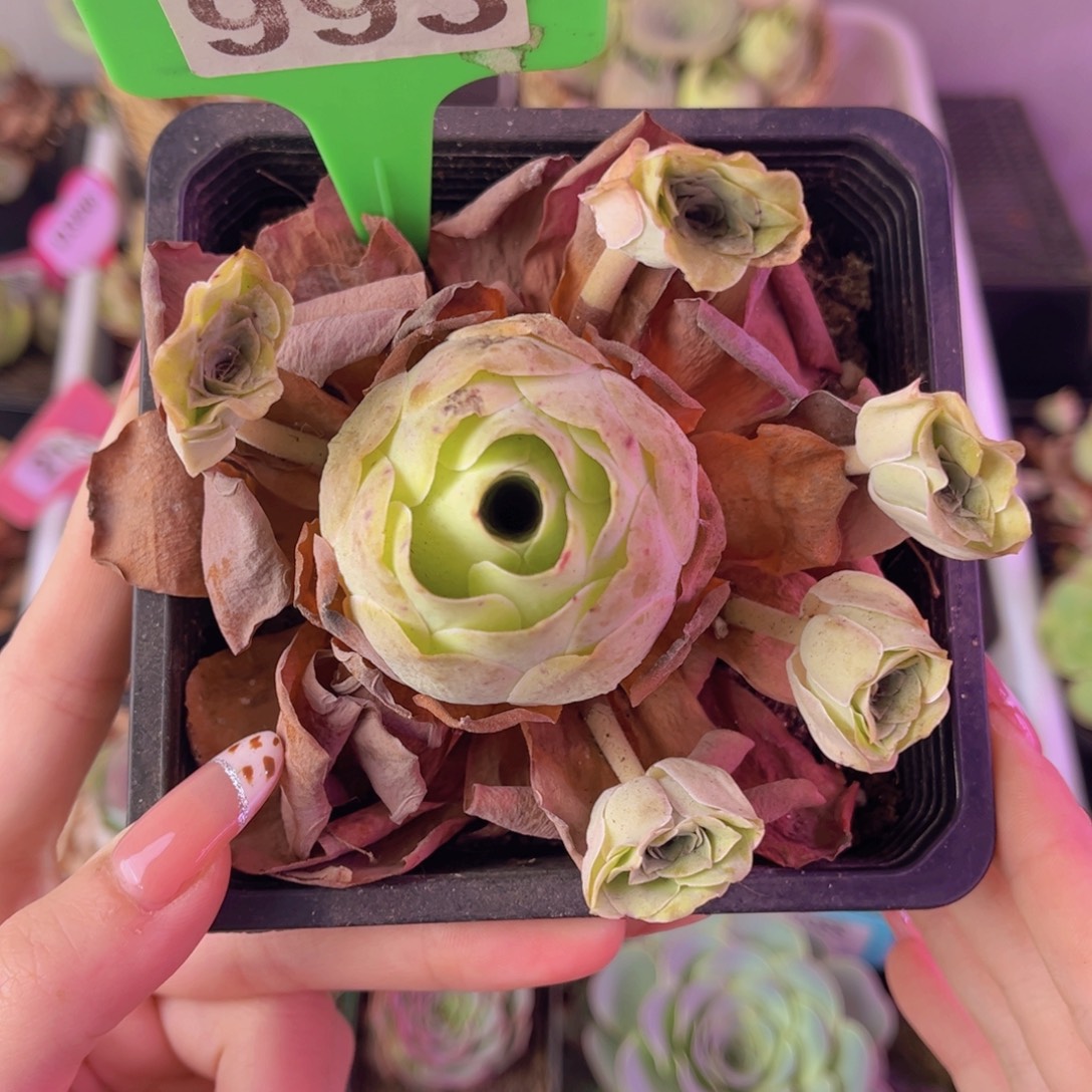 单品一物一拍993号