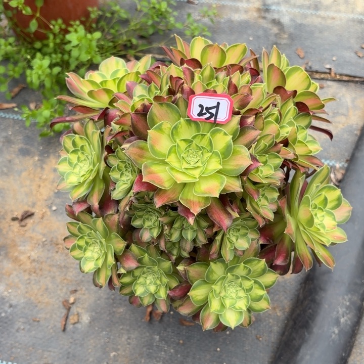 一物一拍韶华251