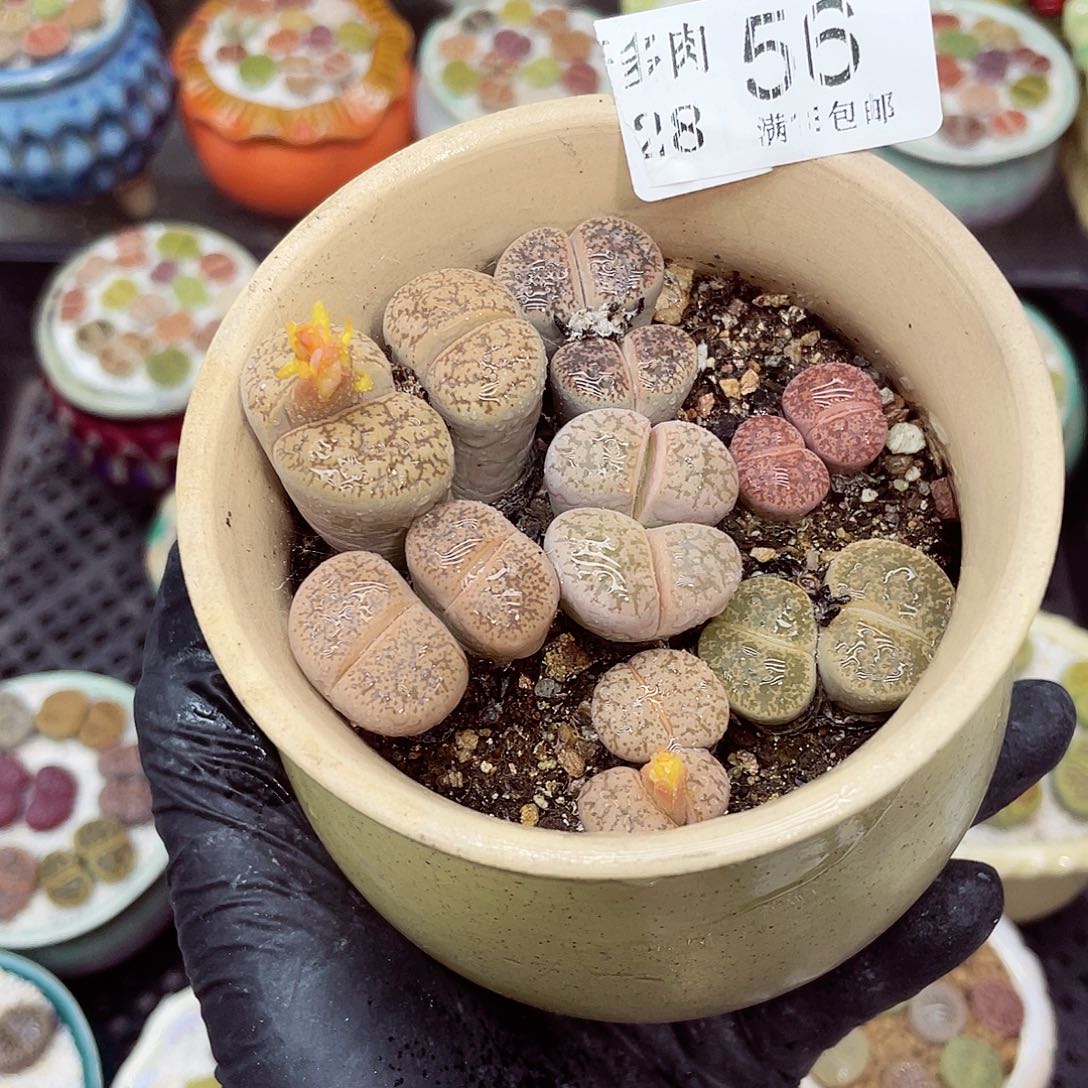 生石花满18包邮1128-56