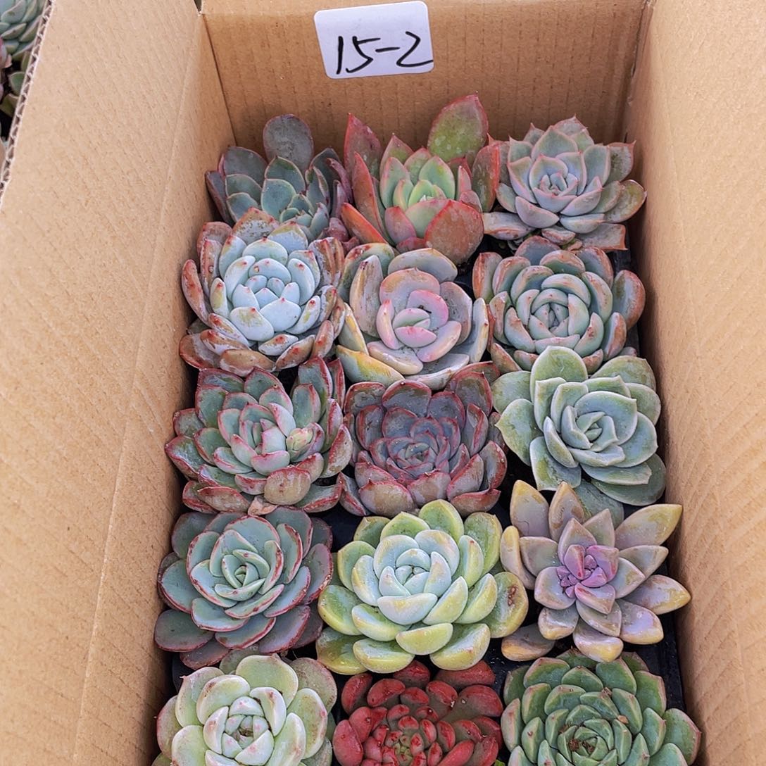 15颗-2号约4-5厘米