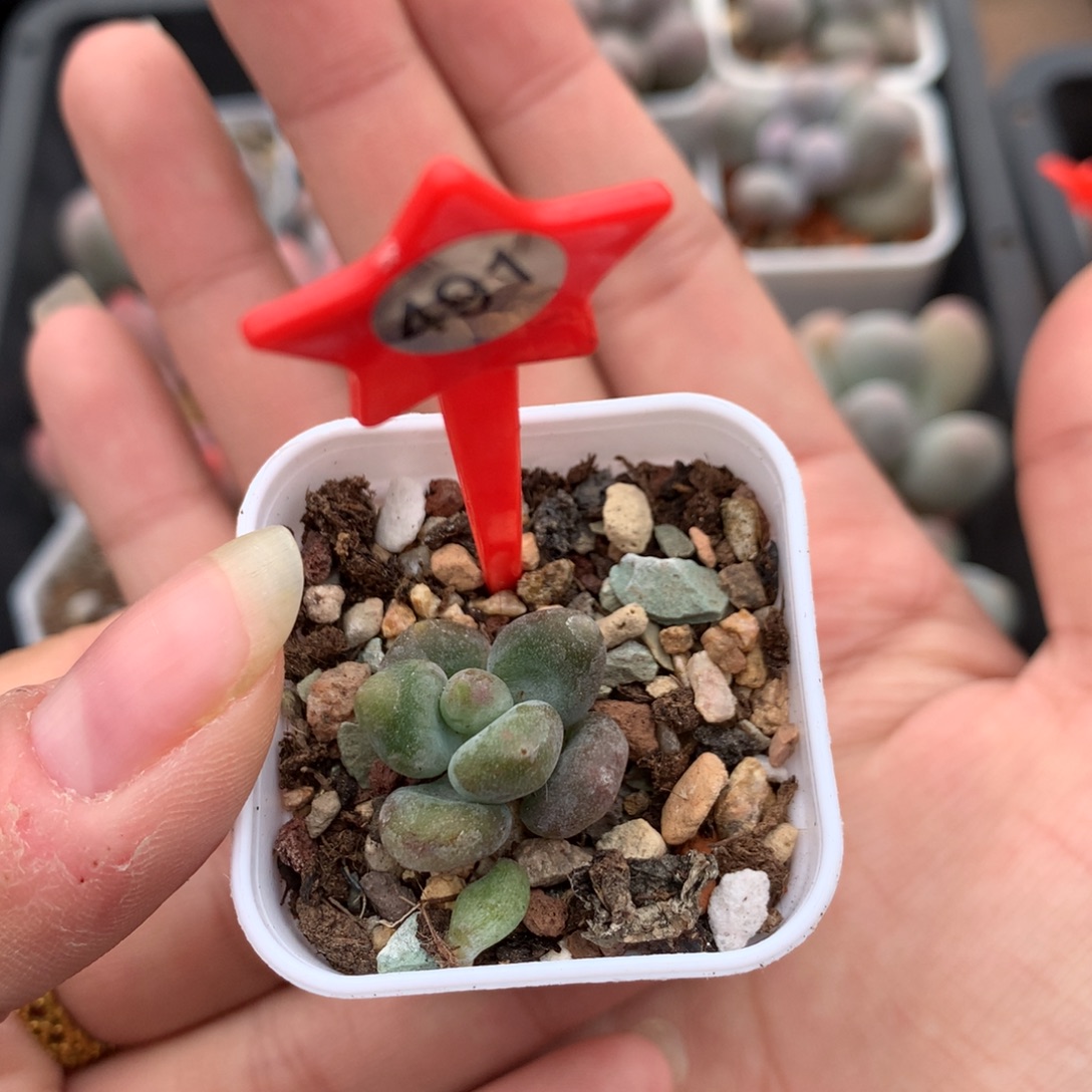 乌里薇娅侧芽奶酪多肉