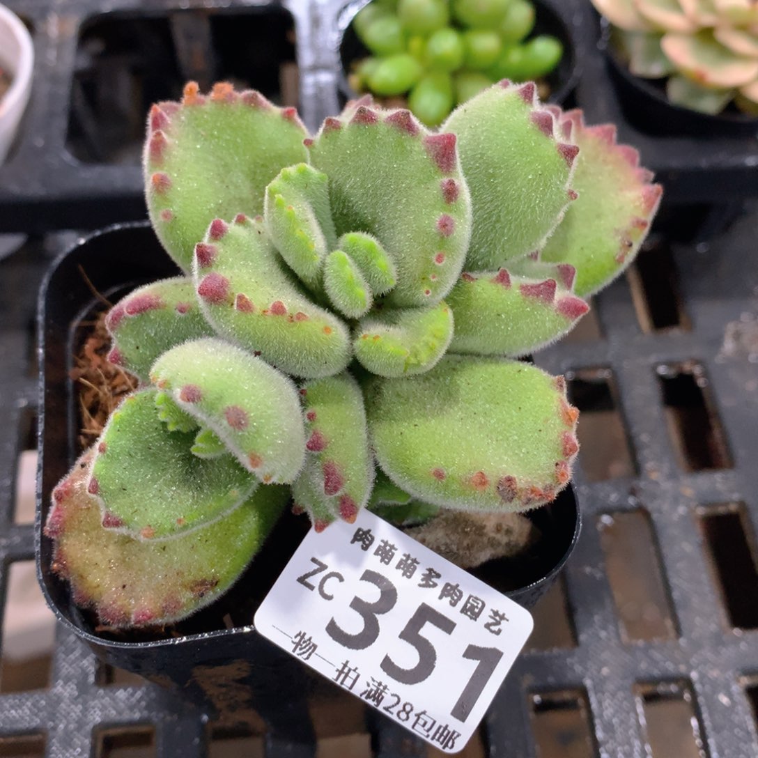 肉萌萌拇指盆精控多肉ZC351