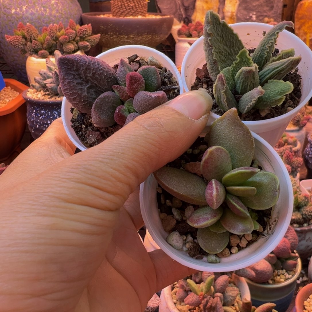 8***5我们要的就是一颗善良之种子