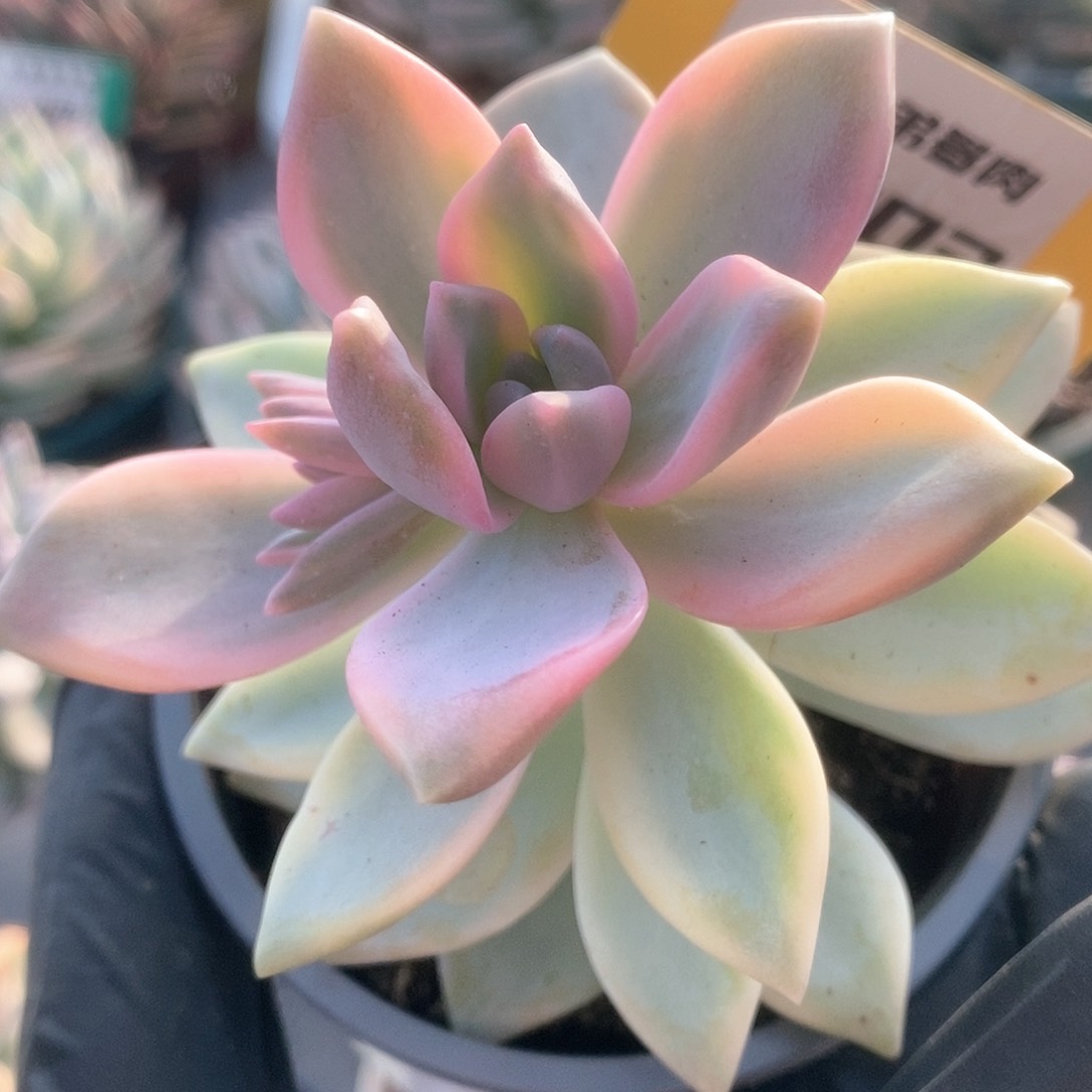 203淡雪锦锦锦锦锦