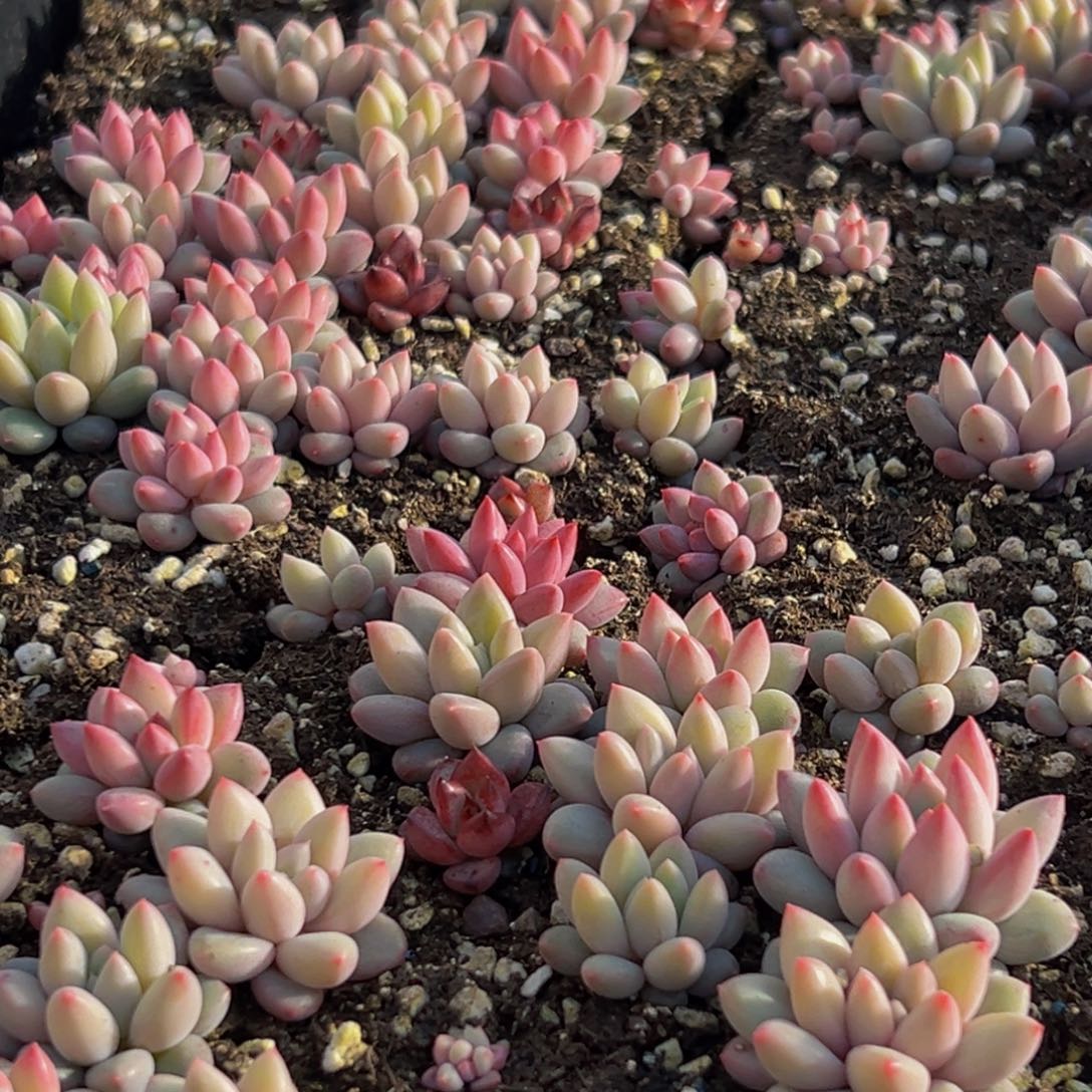 763多肉葡萄的味道是真的