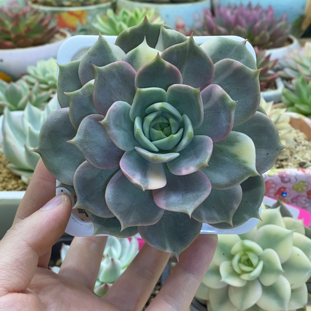 182贝加尔湖锦锦锦锦锦