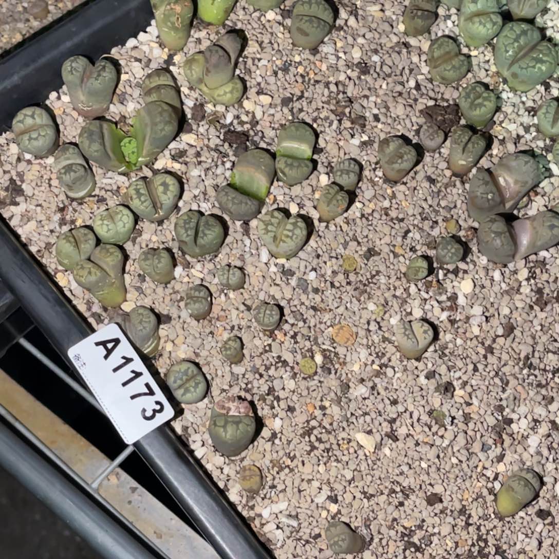 z***q1173福利筐1不售后