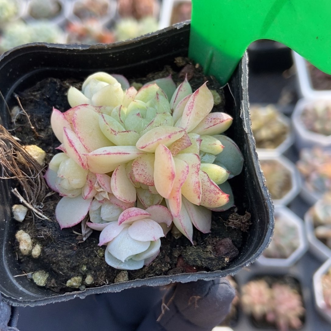 1909胖虎多肉植物保护