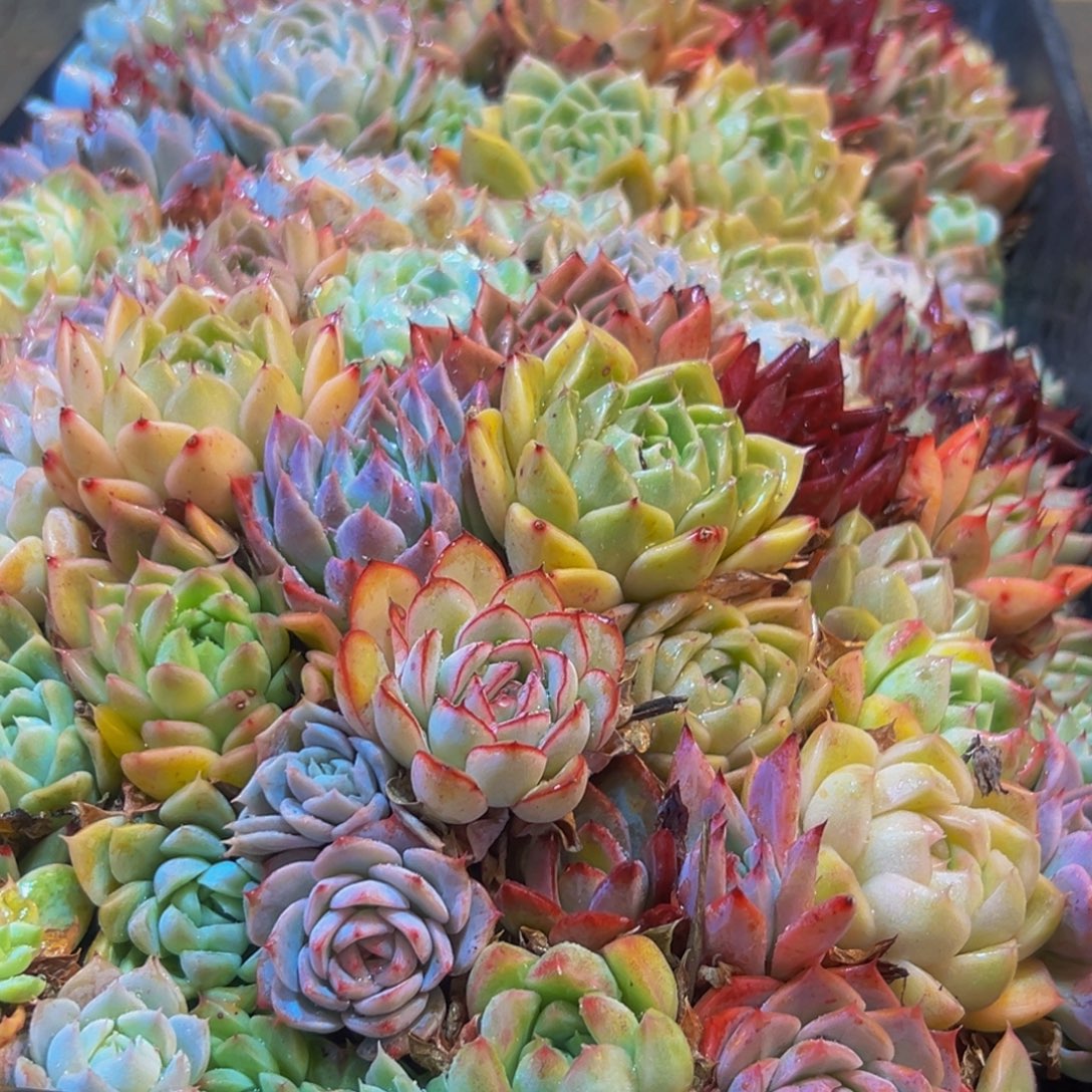 484多肉菜市场里有很多的肉