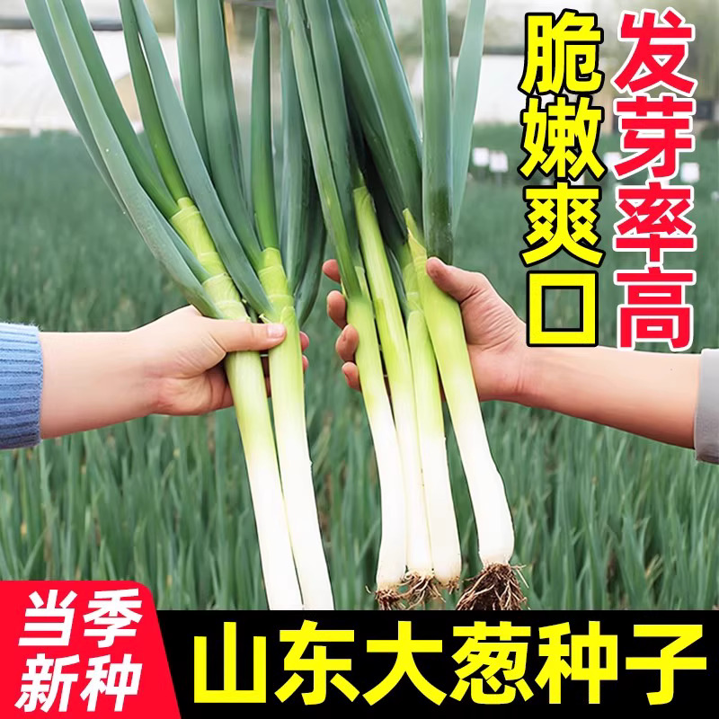 【全店满5包包邮】四季种植大葱种子铁杆章丘种子春秋农家阳台盆栽