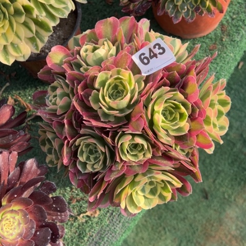 643白凤朵朵多肉，