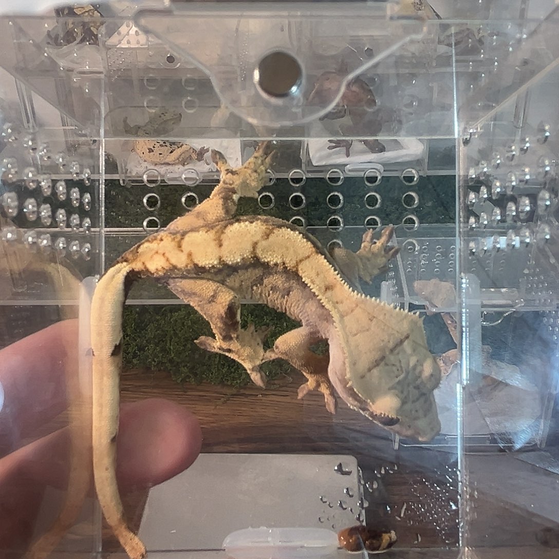 豹纹守宫韩国哥哥