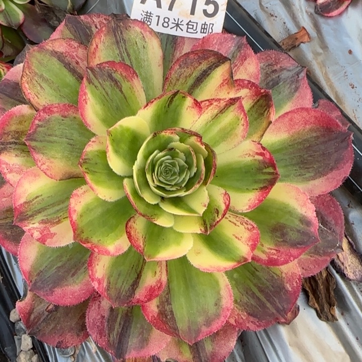 多肉法师伯爵朵朵