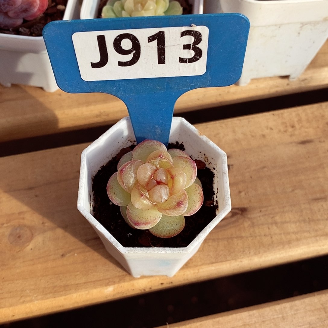 冰***打恶魔之泪3cm多肉植物