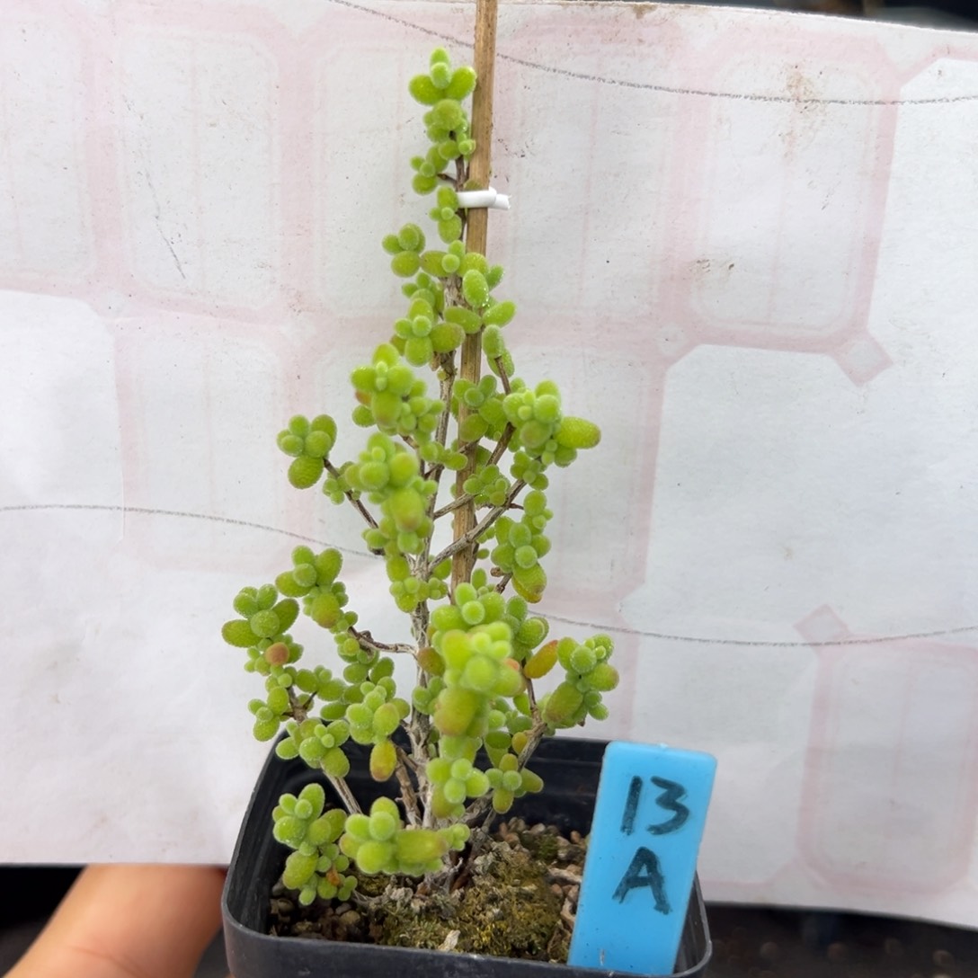 金桔糖球小树款13号