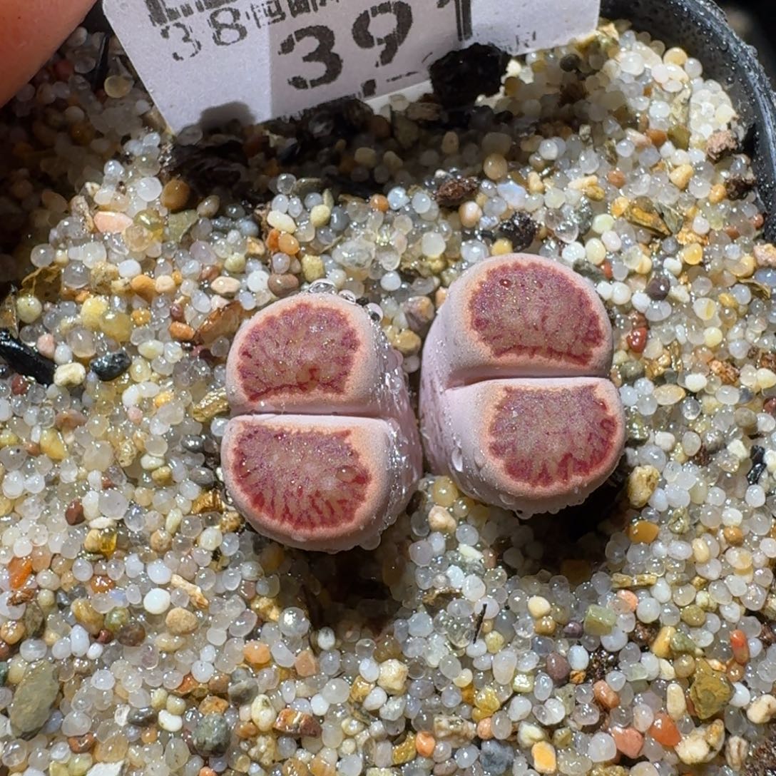 Sss精品便宜出391